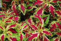 TerraNova® Coleus Jitters -- New from Terra Nova Nurseries @ Windmill Nursery, Spring Trials 2016, the TerraNova® Coleus 'Jitters', featuring multi-colored leaves that combine with virtually every color group.  PGRs not needed nor recommended.  One of the best specimens for combination pots.  An excellent replacement for impatiens. Height: 18 inches.  Spread: 18 inches.  Part shade to shade.  Zones 10-11.