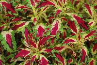 TerraNova® Coleus Jitters -- New from Terra Nova Nurseries @ Windmill Nursery, Spring Trials 2016, the TerraNova® Coleus 'Jitters', featuring multi-colored leaves that combine with virtually every color group.  PGRs not needed nor recommended.  One of the best specimens for combination pots.  An excellent replacement for impatiens. Height: 18 inches.  Spread: 18 inches.  Part shade to shade.  Zones 10-11.