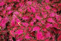 Wildfire™ Coleus Smoky Rose -- New from Terra Nova Nurseries @ Windmill Nursery, Spring Trials 2016, the Wildfire™ Coleus 'Smoky Rose', featuring a low-spreading habit of dark leaves with hot-pink centers.  It offers bushy, dense leaves with dramatically-cut leaf margins.  Branches well without pinching.  Height: 8 inches.  Spread: 24 inches.  Part shade to shade.  Zones 10-11.