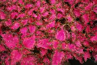 Wildfire™ Coleus Smoky Rose -- New from Terra Nova Nurseries @ Windmill Nursery, Spring Trials 2016, the Wildfire™ Coleus 'Smoky Rose', featuring a low-spreading habit of dark leaves with hot-pink centers.  It offers bushy, dense leaves with dramatically-cut leaf margins.  Branches well without pinching.  Height: 8 inches.  Spread: 24 inches.  Part shade to shade.  Zones 10-11.