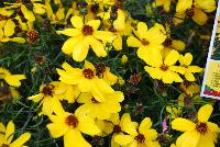  Coreopsis Imperial Sun -- New from Terra Nova Nurseries @ Windmill Nursery, Spring Trials 2016, the  Imperial Sun' Coreopsis, an extra verticillata hybrid, featuring bright, sunny, gold flowers with a long bloom time and a clean, manicured habit.  Very hardy – to Zone 5. Height: 12  inches. Spread: 15 inches.  Full Sun.  Zones 5-10.