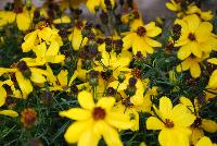  Coreopsis Imperial Sun -- New from Terra Nova Nurseries @ Windmill Nursery, Spring Trials 2016, the  Imperial Sun' Coreopsis, an extra verticillata hybrid, featuring bright, sunny, gold flowers with a long bloom time and a clean, manicured habit.  Very hardy – to Zone 5. Height: 12  inches. Spread: 15 inches.  Full Sun.  Zones 5-10.