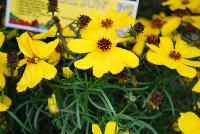  Coreopsis Imperial Sun -- New from Terra Nova Nurseries @ Windmill Nursery, Spring Trials 2016, the  Imperial Sun' Coreopsis, an extra verticillata hybrid, featuring bright, sunny, gold flowers with a long bloom time and a clean, manicured habit.  Very hardy – to Zone 5. Height: 12  inches. Spread: 15 inches.  Full Sun.  Zones 5-10.