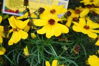  Coreopsis Imperial Sun -- New from Terra Nova Nurseries @ Windmill Nursery, Spring Trials 2016, the  Imperial Sun' Coreopsis, an extra verticillata hybrid, featuring bright, sunny, gold flowers with a long bloom time and a clean, manicured habit.  Very hardy – to Zone 5. Height: 12  inches. Spread: 15 inches.  Full Sun.  Zones 5-10.