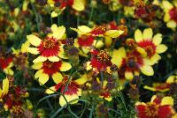  Coreopsis Firefly -- New from Terra Nova Nurseries @ Windmill Nursery, Spring Trials 2016, the  Firefly' Coreopsis, a very compact verticillata hybrid, featuring glowing yellow flowers with red eyes, complimented by the bright green inner leaves. Good powdery mildew resistance. Very hardy – to Zone 5. Height: 10 inches. Spread: 15 inches.  Full Sun.  Zones 5-10.