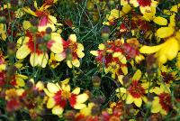  Coreopsis Firefly -- New from Terra Nova Nurseries @ Windmill Nursery, Spring Trials 2016, the  Firefly' Coreopsis, a very compact verticillata hybrid, featuring glowing yellow flowers with red eyes, complimented by the bright green inner leaves. Good powdery mildew resistance. Very hardy – to Zone 5. Height: 10 inches. Spread: 15 inches.  Full Sun.  Zones 5-10.