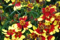  Coreopsis Firefly -- New from Terra Nova Nurseries @ Windmill Nursery, Spring Trials 2016, the  Firefly' Coreopsis, a very compact verticillata hybrid, featuring glowing yellow flowers with red eyes, complimented by the bright green inner leaves. Good powdery mildew resistance. Very hardy – to Zone 5. Height: 10 inches. Spread: 15 inches.  Full Sun.  Zones 5-10.