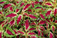 TerraNova® Coleus Jitters -- New from Terra Nova Nurseries @ Windmill Nursery, Spring Trials 2016, the TerraNova® Coleus 'Jitters', featuring multi-colored leaves that combine with virtually every color group.  PGRs not needed nor recommended.  One of the best specimens for combination pots.  An excellent replacement for impatiens. Height: 18 inches.  Spread: 18 inches.  Part shade to shade.  Zones 10-11.