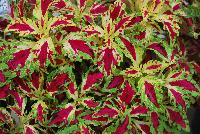 TerraNova® Coleus Jitters -- New from Terra Nova Nurseries @ Windmill Nursery, Spring Trials 2016, the TerraNova® Coleus 'Jitters', featuring multi-colored leaves that combine with virtually every color group.  PGRs not needed nor recommended.  One of the best specimens for combination pots.  An excellent replacement for impatiens. Height: 18 inches.  Spread: 18 inches.  Part shade to shade.  Zones 10-11.
