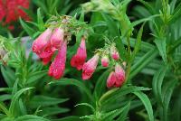 Cha Cha™ Penstemon Hot Pink -- New from Terra Nova Nurseries @ Windmill Nursery, Spring Trials 2016, the Cha Cha™ Penstemon 'Hot Pink', featuring flowers that are a very strong deep pink with violet undertones which are more numerous than the Taffy™ Series.  Long bloom time from June through October (in Oregon)  Bushy, compact, vigorous habit.  Height: 20 inches.  Spread: 20 inches.  Full Sun.  Zones 6-9.