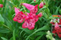 Cha Cha™ Penstemon Hot Pink -- New from Terra Nova Nurseries @ Windmill Nursery, Spring Trials 2016, the Cha Cha™ Penstemon 'Hot Pink', featuring flowers that are a very strong deep pink with violet undertones which are more numerous than the Taffy™ Series.  Long bloom time from June through October (in Oregon)  Bushy, compact, vigorous habit.  Height: 20 inches.  Spread: 20 inches.  Full Sun.  Zones 6-9.
