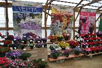   -- Welcome to Kientzler North America @ Windmill Nursery in Beullton for Spring Trials 2016, featuring Vepita™  Verbena, Babycake™ Nemesia and Paradise™ New Guinea Impatiens …. and more.