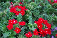 Vepita™ Verbena Fire Red -- New from Kientzler North America @ Windmill Nursery, Spring Trials, 2016.