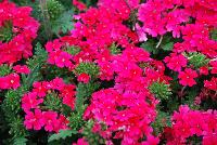 Vepita™ Verbena Hot Pink -- New from Kientzler North America @ Windmill Nursery, Spring Trials, 2016.