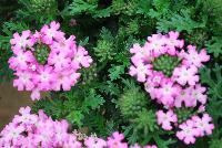 Vepita™ Verbena Frosted Pink -- New from Kientzler North America @ Windmill Nursery, Spring Trials, 2016.