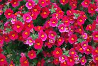 Nessie Plus™ Nemesia Red -- New from Kientzler North America @ Windmill Nursery, Spring Trials, 2016.