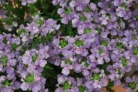 Karoo™ Nemesia Soft Blue -- New from Kientzler North America @ Windmill Nursery, Spring Trials, 2016.