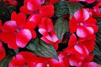 Paradise™ New Guinea Impatiens Bicolor Red -- New from Kientzler North America @ Windmill Nursery, Spring Trials, 2016.