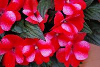 Paradise™ New Guinea Impatiens Bicolor Red -- New from Kientzler North America @ Windmill Nursery, Spring Trials, 2016.