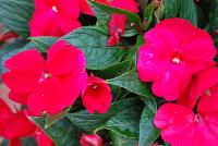 Paradise™ New Guinea Impatiens Cherry Red -- New from Kientzler North America @ Windmill Nursery, Spring Trials, 2016.