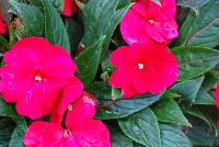Paradise™ New Guinea Impatiens Cherry Red -- New from Kientzler North America @ Windmill Nursery, Spring Trials, 2016.
