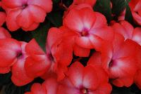 Paradise™ New Guinea Impatiens Dark Salmon with Eye -- New from Kientzler North America @ Windmill Nursery, Spring Trials, 2016.