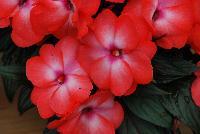 Paradise™ New Guinea Impatiens Dark Salmon with Eye -- New from Kientzler North America @ Windmill Nursery, Spring Trials, 2016.