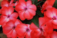 Paradise™ New Guinea Impatiens Dark Salmon with Eye -- New from Kientzler North America @ Windmill Nursery, Spring Trials, 2016.