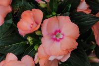 Paradise™ New Guinea Impatiens Light Salmon -- New from Kientzler North America @ Windmill Nursery, Spring Trials, 2016.