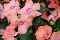 Paradise™ New Guinea Impatiens Light Salmon -- New from Kientzler North America @ Windmill Nursery, Spring Trials, 2016.