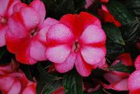 Paradise™ New Guinea Impatiens Strawberry Bicolor on Light Pink -- New from Kientzler North America @ Windmill Nursery, Spring Trials, 2016.