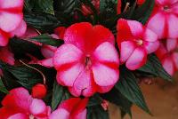 Paradise™ New Guinea Impatiens Strawberry Bicolor on Light Pink -- New from Kientzler North America @ Windmill Nursery, Spring Trials, 2016.