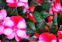 Paradise™ New Guinea Impatiens Strawberry Bicolor on Light Pink -- New from Kientzler North America @ Windmill Nursery, Spring Trials, 2016.
