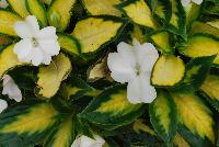 Painted Paradise™ New Guinea Impatiens White -- New from Kientzler North America @ Windmill Nursery, Spring Trials, 2016.