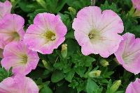 Veranda™ Petunia Pink Flush -- New from Kientzler North America @ Windmill Nursery, Spring Trials, 2016.