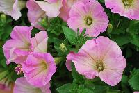 Veranda™ Petunia Pink Flush -- New from Kientzler North America @ Windmill Nursery, Spring Trials, 2016.