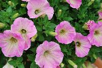 Veranda™ Petunia Pink Flush -- New from Kientzler North America @ Windmill Nursery, Spring Trials, 2016.