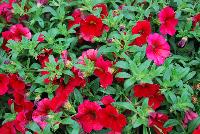 Unique™ Calibrachoa Dark Red -- New from Kientzler North America @ Windmill Nursery, Spring Trials, 2016.