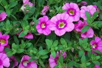 Unique™ Calibrachoa Hot Pink -- New from Kientzler North America @ Windmill Nursery, Spring Trials, 2016.