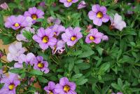 Unique™ Calibrachoa Lavender -- New from Kientzler North America @ Windmill Nursery, Spring Trials, 2016.