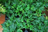  Hedera Anita -- New from Kientzler North America @ Windmill Nursery, Spring Trials, 2016.