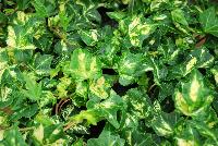  Hedera Golden Ingot -- New from Kientzler North America @ Windmill Nursery, Spring Trials, 2016.