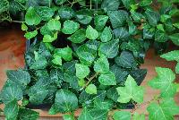  Hedera Teardrop -- New from Kientzler North America @ Windmill Nursery, Spring Trials, 2016.