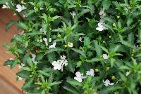 Lobelix™ Lobelia White -- New from Kientzler North America @ Windmill Nursery, Spring Trials, 2016.