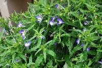 Lobelix™ Lobelia Blue with White Eye -- New from Kientzler North America @ Windmill Nursery, Spring Trials, 2016.