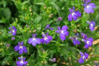 Lobelix™ Lobelia Blue -- New from Kientzler North America @ Windmill Nursery, Spring Trials, 2016.