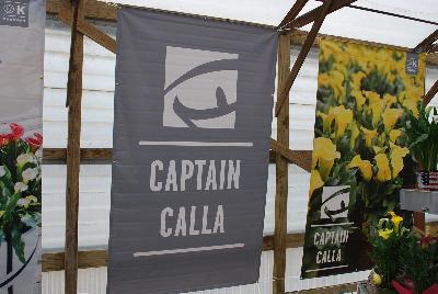 New from Kapiteyn @ Windmill Nursery, Spring Trials, 2016: Captain™Calla Lilies.  New from Kapiteyn @ Windmill Nursery, Spring Trials, 2016: Captain™Calla Lilies.  Minimum six weeks of superb quality with colors that do not fade, giving at least three weeks of joy at home (including 1 week shipping, 2 weeks sales).  Continuous support through the growing process for all growers.  CaptainCalla.com.  Available from Gloeckner and Express Seed.  Featuring 'Marrero®', 'Lovely®' and 'Palermo®' among others.