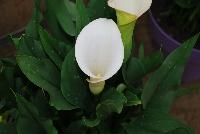 Captain™ Calla Lily Ventura® -- New from Kapiteyn @ Windmill Nursery, Spring Trials, 2016: Captain™Calla Lilies.  Minimum six weeks of superb quality with colors that do not fade, giving at least three weeks of joy at home (including 1 week shipping, 2 weeks sales).  Continuous support through the growing process for all growers.  CaptainCalla.com.  Available from Gloeckner and Express Seed.