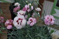 Scent from Heaven™ Dianthus Angel of Virtue -- New from KiwiFlora @ Windmill Nursery, Spring Trials 2016.  Delicate yet prolific and hardy, these carnations offer a fine scent, lacking in so many other flower specimens of today.  From Dr. Keith Hammett chosen not only for their heavenly perfume and angelic looks, but also for their continual flowering over spring and summer.  Their compact, tidy habit make them a star in the perennial border, en masse or patio pots.  Proven in climatic extremes worldwide, both cold and humid.  Our Genetics.  Your Growth.  KiwiFlora.com