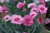 Scent from Heaven™ Dianthus Angel of Hope -- New from KiwiFlora @ Windmill Nursery, Spring Trials 2016.  Delicate yet prolific and hardy, these carnations offer a fine scent, lacking in so many other flower specimens of today.  From Dr. Keith Hammett chosen not only for their heavenly perfume and angelic looks, but also for their continual flowering over spring and summer.  Their compact, tidy habit make them a star in the perennial border, en masse or patio pots.  Proven in climatic extremes worldwide, both cold and humid.  Our Genetics.  Your Growth.  KiwiFlora.com